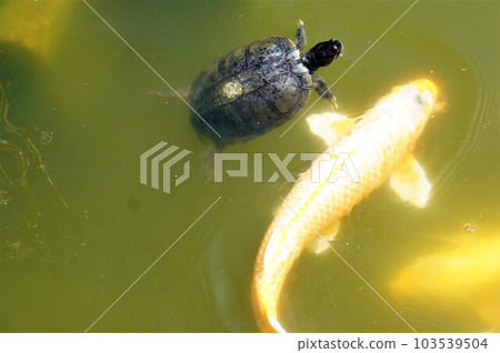 小烏龜和鯉魚一起游泳 小烏龜和鯉魚一起游泳 103539504