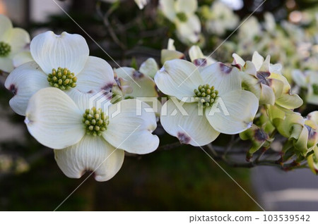 Street trees, park trees, symbol trees in gardens, landscape trees American dogwood (flowering tree) Dogwood Street trees, park trees, symbol trees in gardens, landscape trees American dogwood (flowering tree) Dogwood 103539542