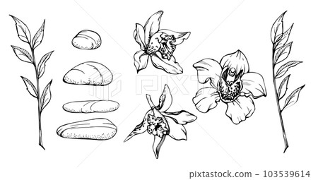 Hand drawn vector ink spa stones with exotic tropical orchid flowers and eucalyptus branch. Isolated object on white background. Design wall art, wellness resort, print, fabric, cover, card, booklet. Hand drawn vector ink spa stones with exotic tropical orchid flowers and eucalyptus branch. Isolated object on white background. Design wall art, wellness resort, print, fabric, cover, card, booklet. 103539614