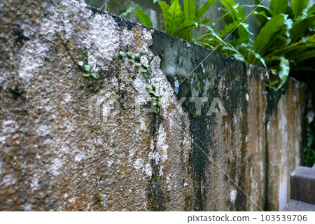長了青苔的牆面,植物,葉子 103539706