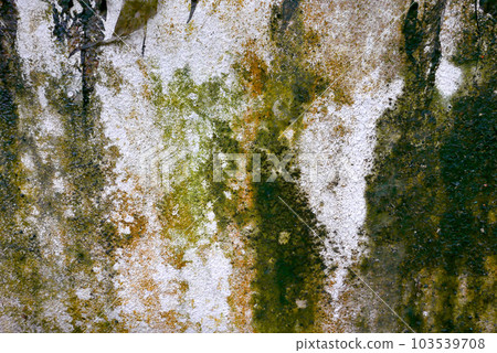 長了青苔的牆面 長了青苔的牆面 103539708