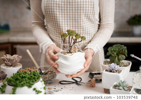 Woman holding potted Aeonium Green Tea Succulent in a white ceramic pot with decorative small house 103539748
