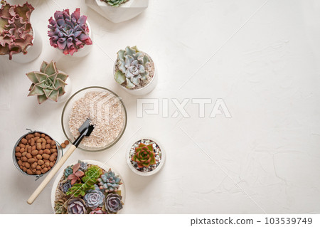 Home gardener transplanting succulent plant in ceramic pots on a table Home gardener transplanting succulent plant in ceramic pots on a table 103539749
