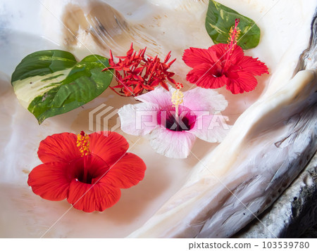 木槿飄花 103539780