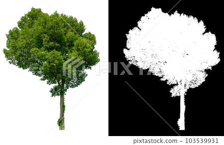 isolated tree on white background with clipping path isolated tree on white background with clipping path 103539931