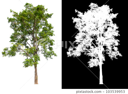 isolated tree on white background with clipping path 103539953