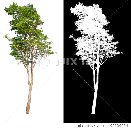 isolated tree on white background with clipping path 103539954