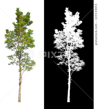 isolated tree on white background with clipping path 103539955