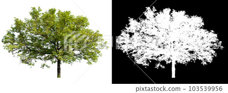 isolated tree on white background with clipping path 103539956