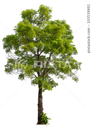 hight qaulity tree on white background hight qaulity tree on white background 103539991