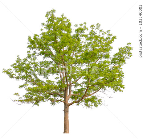 hight qaulity tree on white background hight qaulity tree on white background 103540003