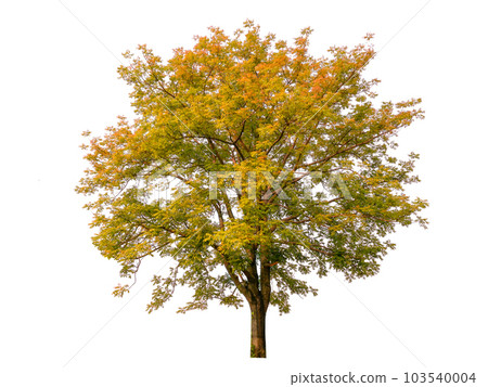 autumn tree isolated on white background autumn tree isolated on white background 103540004