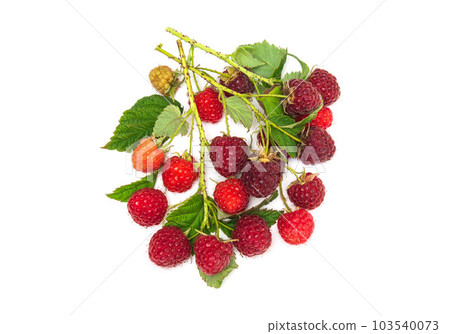 Branches of ripe red raspberries. Lots of raspberries with leaves isolated on white 103540073