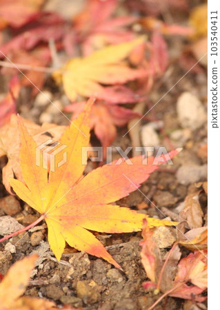 楓葉秋天“秋天的紅葉”落葉 103540411