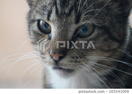 closeup domestic cats face with blur background 103541009