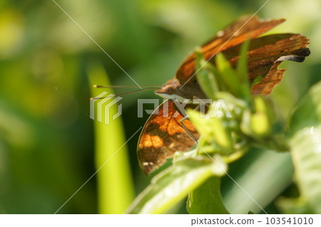 macro photo of a small butterfly in the wild macro photo of a small butterfly in the wild 103541010