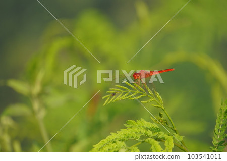 macro photo, red dragonfly perched on a wood at the edge of a rice field 103541011