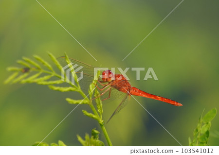 macro photo, red dragonfly perched on a wood at the edge of a rice field 103541012