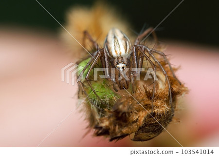 Evarcha is a genus of spiders in the family Salticidae (jumping spiders) with 85 species (and one recognized subspecies) distributed across the world. Evarcha is a genus of spiders in the family Salticidae (jumping spiders) with 85 species (and one recognized subspecies) distributed across the world. 103541014