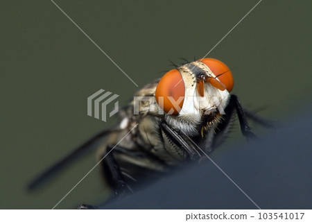 insect macro, extreme macro photo of flies 103541017