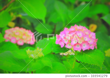 粉紅色的繡球花在雨中濕 103541279