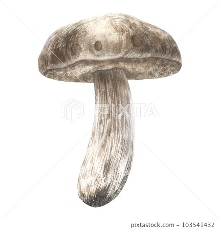 White muschroom watercolor illustration. Hand drawing isolated on white background. 103541432