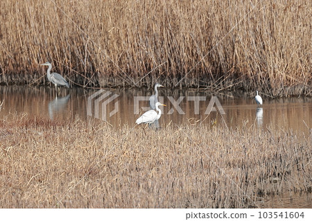 Multiple herons walking along the water's edge 103541604