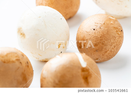 Mushrooms (white and brown mushrooms). (white background) 103541661