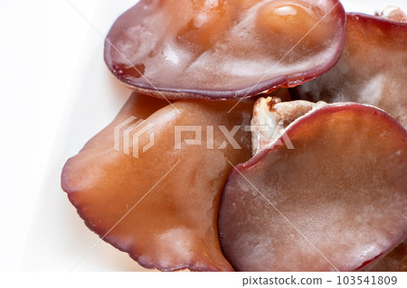 Live jellyfish (Aragami jellyfish). 103541809