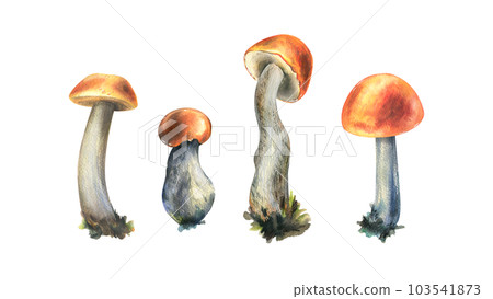 Forest edible mushrooms boletus with an orange cap and moss on a stem. Watercolor illustration, hand drawn. For recipes, packaging, autumn festival, harvest. Isolated objects on a white background. Forest edible mushrooms boletus with an orange cap and moss on a stem. Watercolor illustration, hand drawn. For recipes, packaging, autumn festival, harvest. Isolated objects on a white background. 103541873