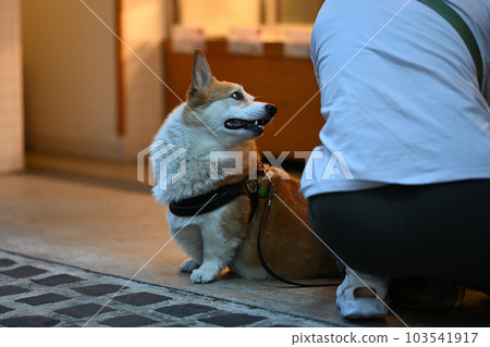 corgi staring at owner corgi staring at owner 103541917