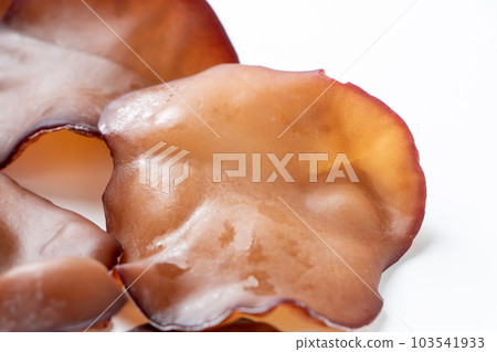 Live jellyfish (Aragami jellyfish). (white background) Live jellyfish (Aragami jellyfish). (white background) 103541933