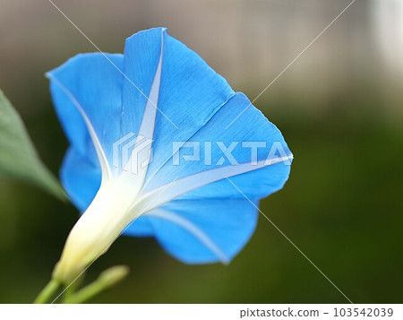 Blue morning glory flowers Blue morning glory flowers 103542039
