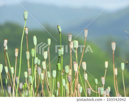 Nagami Poppy 堅果 Nagami Poppy 堅果 103542042