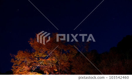 Autumn leaves and the starry sky Autumn leaves and the starry sky 103542460