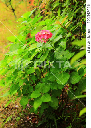 Hydrangea with vivid dark pink flowers 103542666