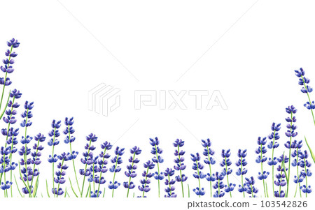 Watercolor banner with lavender illustration isolated on white background. Detail of beauty products and botany set, cosmetology and medicine. For designers, spa decoration, postcards, wrapping paper, Watercolor banner with lavender illustration isolated on white background. Detail of beauty products and botany set, cosmetology and medicine. For designers, spa decoration, postcards, wrapping paper, 103542826