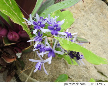 原產於熱帶美洲的馬鞭草科植物“Petrea” 103542917