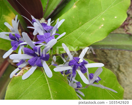 "Petrea" of the Verbenaceae native to tropical America 103542920