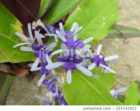 "Petrea" of the Verbenaceae native to tropical America "Petrea" of the Verbenaceae native to tropical America 103542922