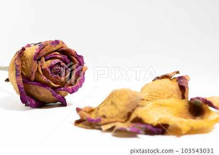 玫瑰乾花 玫瑰乾花 103543031