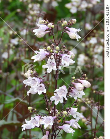 Flower of Penstemon, a perennial of the plantain family Flower of Penstemon, a perennial of the plantain family 103543197