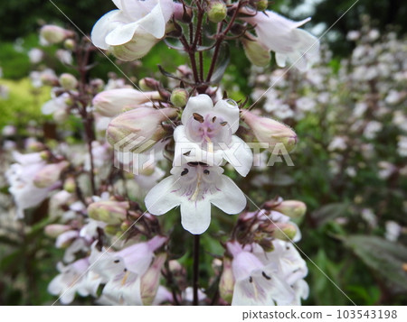 Flower of Penstemon, a perennial of the plantain family Flower of Penstemon, a perennial of the plantain family 103543198