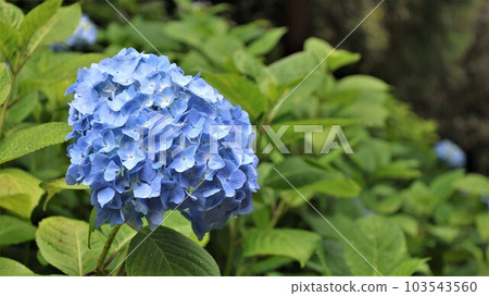 Hydrangea flowers (with video) 103543560