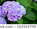 繡球 103543799