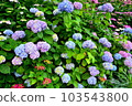 繡球 103543800