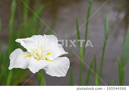 鳶尾花 鳶尾花 103544308