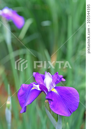 Flowers of irises 103544395
