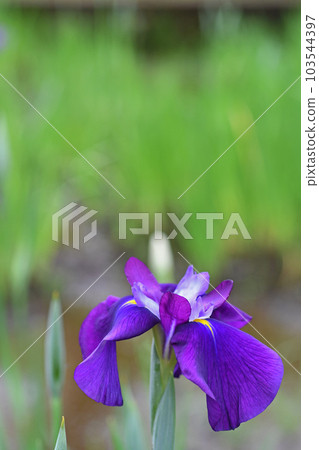 Flowers of irises 103544397