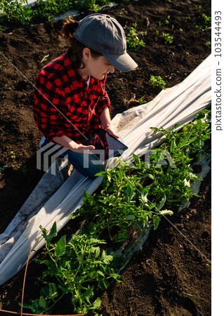 A woman farmer with digital tablet on a tomato field. Smart farming and digital transformation in agriculture. 103544493